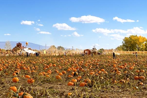 Studt's Pumpkin Patch in Grand Junction
