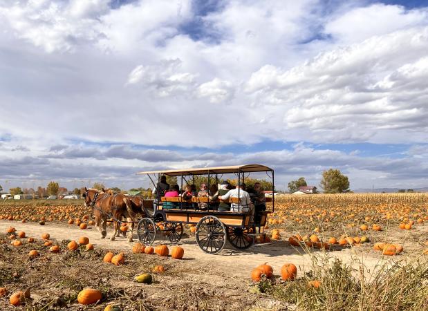 Image of JR's Carriage at Studt's Pumpkin Patch & Corn Maze