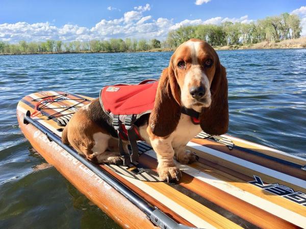 Dog on a paddle board in the Colorado River