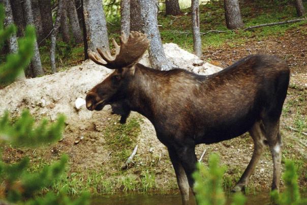 Discover Moose on the Grand Mesa