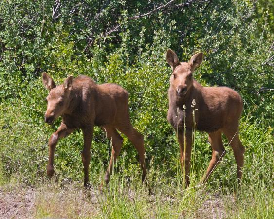 Discover Moose on the Grand Mesa