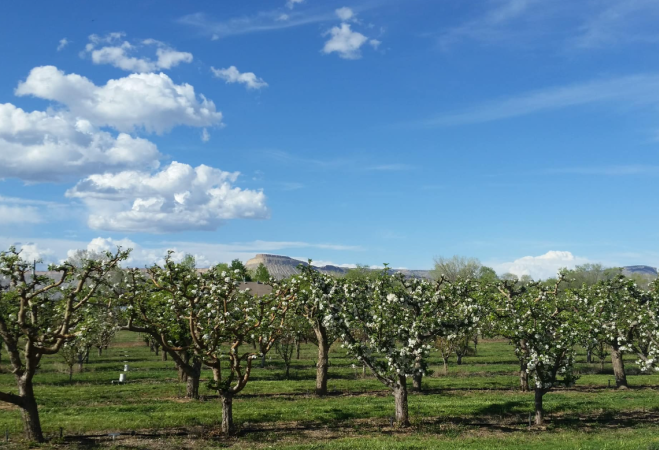 Image of Pear Blossom Farms Orchard with Mt. Garfield in the Background